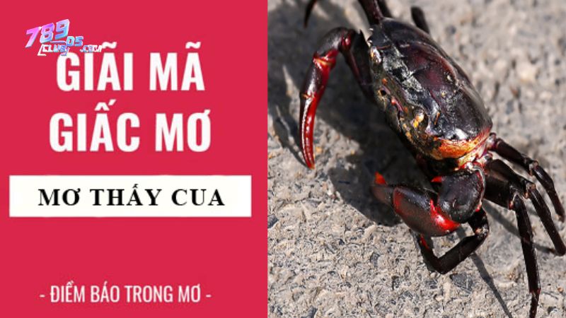 Nằm mơ thấy cua biển là giấc mộng tốt hay xấu?