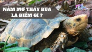 Nằm mơ thấy rùa là điềm gì